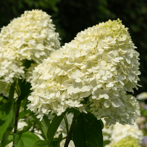 Rispenhortensie CANDLELIGHT