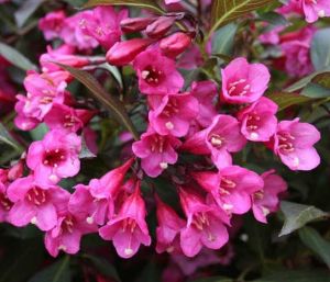 Weigela VICTORIA