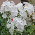 Floks wiechowaty SWEET SUMMER WHITE