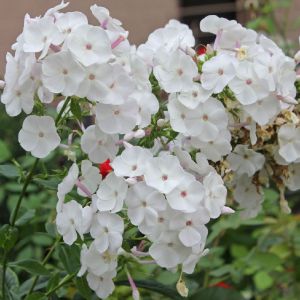 Phlox paniculata SWEET SUMMER WHITE
