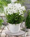Floks wiechowaty SWEET SUMMER WHITE