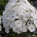 Floks wiechowaty SWEET SUMMER WHITE