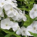 Floks wiechowaty SWEET SUMMER WHITE