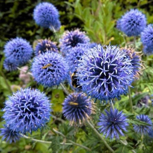Banat-Distel BLUE GLOBE