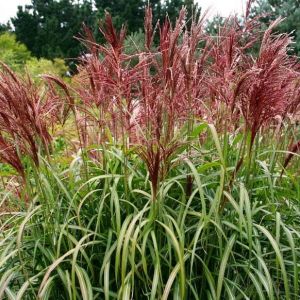 Chinesisches Schilf ROTER PFEIL