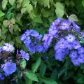 Floks Wiechowaty BLUE BOY