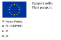 Brzoskwinia kolumnowa HARNAŚ