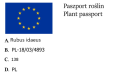 Malina WCZESNA Koral w doniczce