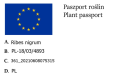 Porzeczka czarna TITANIA - krzew w doniczce