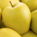 Jabłoń GOLDEN DELICIOUS w doniczce