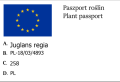 Orzech włoski JACEK - szczepiony -karłowy