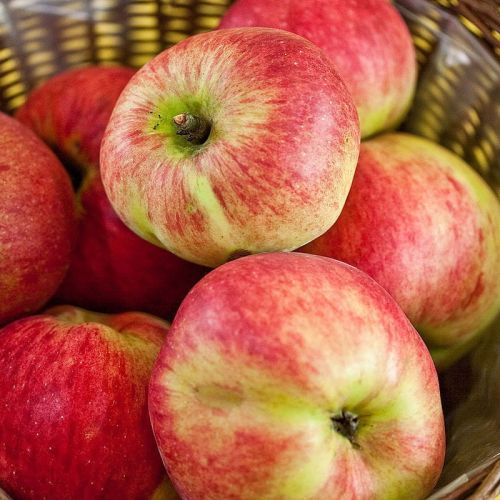 Apfelbaum KOKSA POMARAŃCZOWA