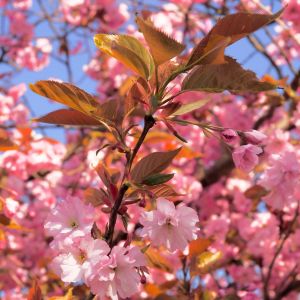 Japanische Zierkirsche Pink Perfection