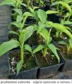Bananowiec MUSA BASJOO