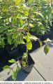 Pięknotka Bodiniera PROFUSION