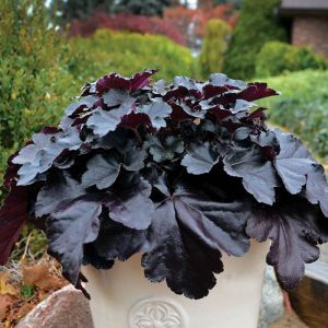  Purpurglöckchen BLACK PEARL