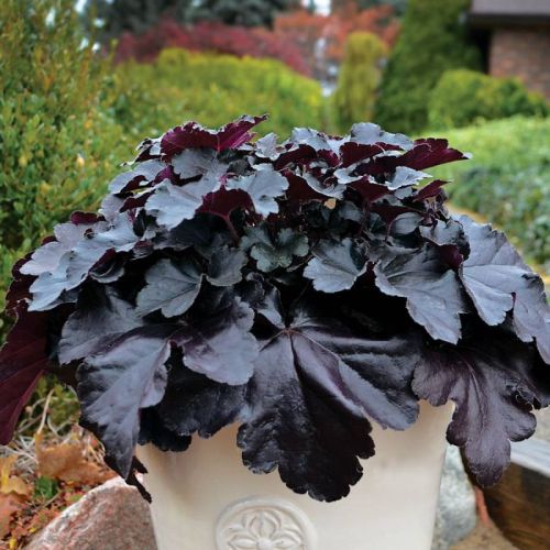  Purpurglöckchen BLACK PEARL