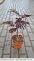 Albicja 'Summer Chocolate'