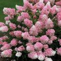 Hortensja Bukietowa Truskawkowa na pniu