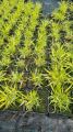 Trawa Hakonechloa smukła MACRA AUREOLA