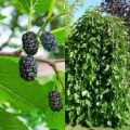 Morwa czarna PENDULA 140 cm