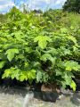 Kalina koralowa ROSEUM
