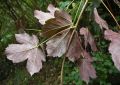 Klon jawor purpurowy Purpurascens