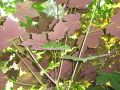 Klon jawor purpurowy Purpurascens