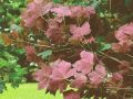 Klon jawor purpurowy Purpurascens