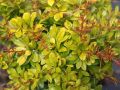 Berberys GOLDEN DREAM