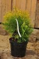 Thuja SUNKIST
