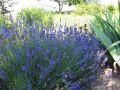Lawenda HIDCOTE BLUE