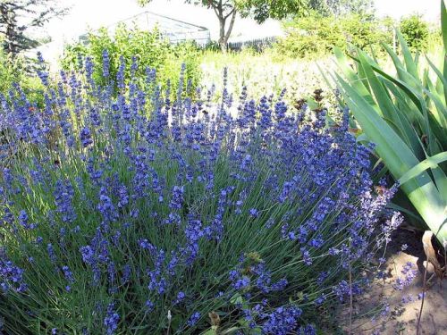 Lavendel HIDCOTE BLAU