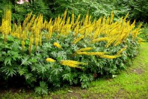 Inula przewalskii