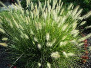 Japanisches Lampenputzergras HAMELN