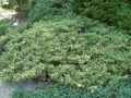 Jałowiec chiński EXPANSA VARIEGATA