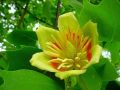 Tulipanowiec Amerykański TULIPIFERA