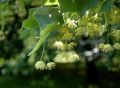 Lipa drobnolistna GREENSPIRE