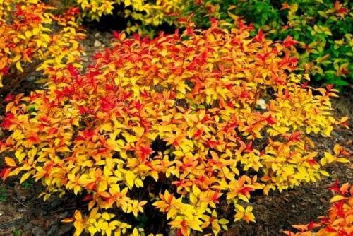 Japanische Spirea GOLDFLAME