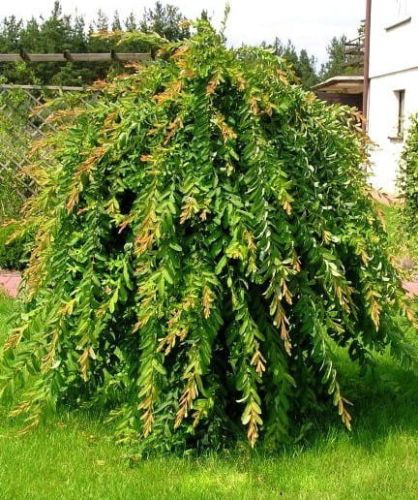 Hängeweide INTEGRA Pendula auf Stamm