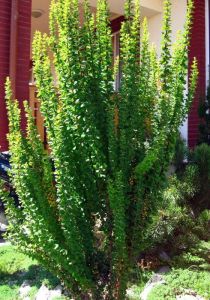 Thunberg Berberitze ERECTA