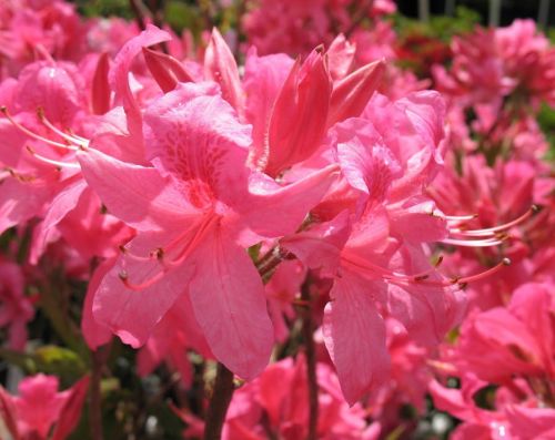 Azalee ROSY LIGHTS