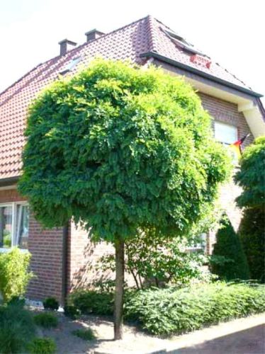 Kugelakazie ROBINIA UMBRACULIFERA