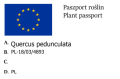 Dąb szypułkowy2.png