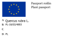 Dąb czerwony L.png
