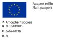 Indygowiec Zwyczajny Amorfa Krzewiasta