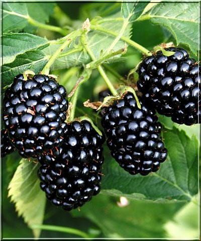 Dornenlose Brombeere NAVAHO