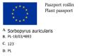 Jarzębogrusza USZKOWATA