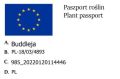 Budleja