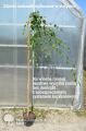 Brzoza YOUNGII Pendula